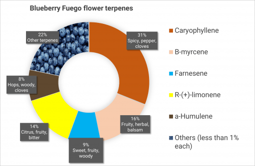Blueberry Fuego - Dried Flower - Image 3