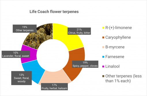 Life Coach - Dried Flower - Image 4