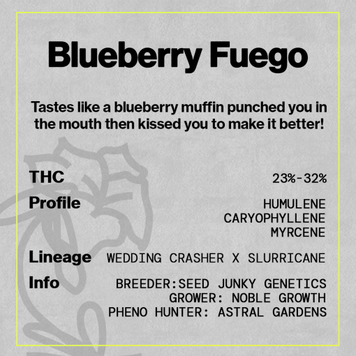 Blueberry Fuego - Dried Flower - Image 4