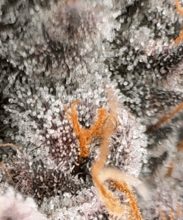Close-up macro photo of dried cannabis flower.