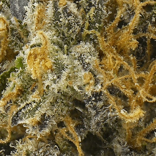 Close-up macro photo of dried cannabis flower.