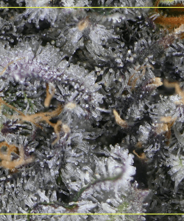 Close-up macro photo of dried cannabis flower.