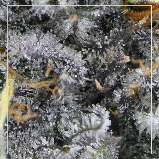 Close-up macro photo of dried cannabis flower.