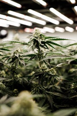 Close up of cannabis plants.