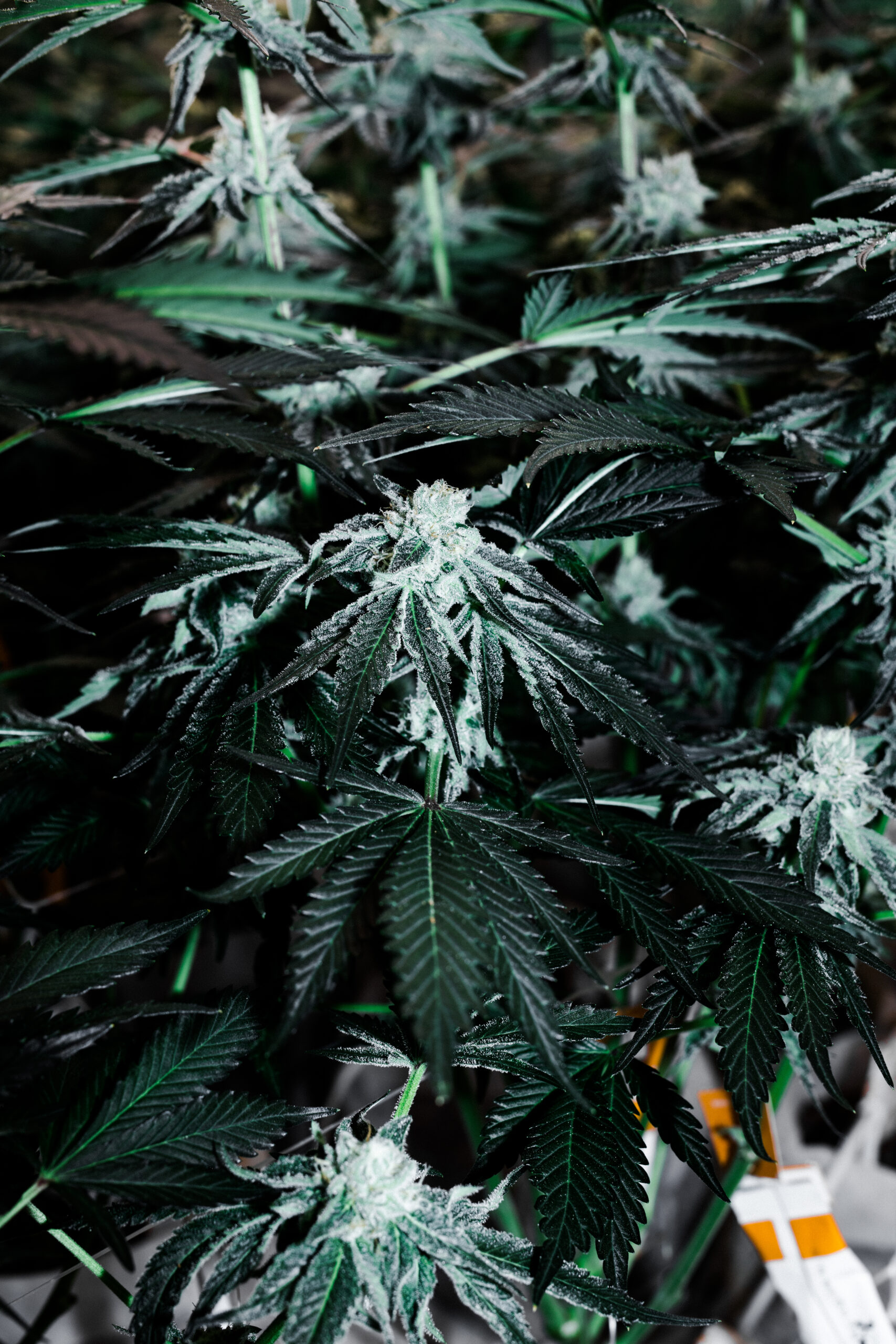 Cannabis plants.