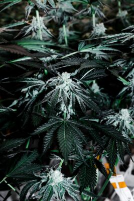 Close up of cannabis plants.