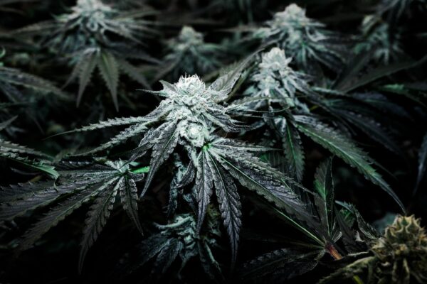 Close up of cannabis plants.