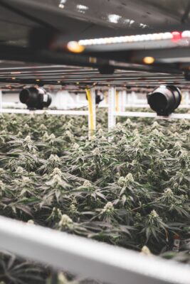 Cannabis plants with fans.