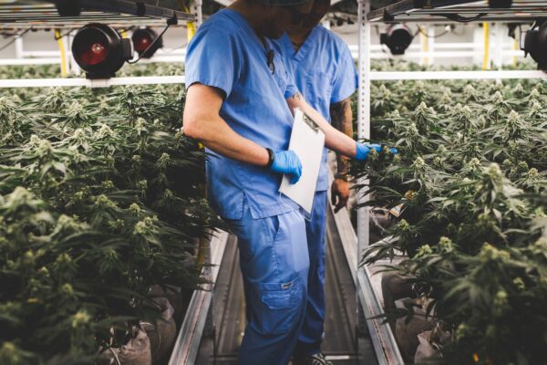Two cultivation workers with clipboard examining cannabis plants.