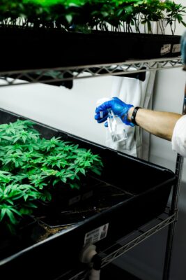 Latex-gloved hand using a spray bottle to water baby cannabis plants.