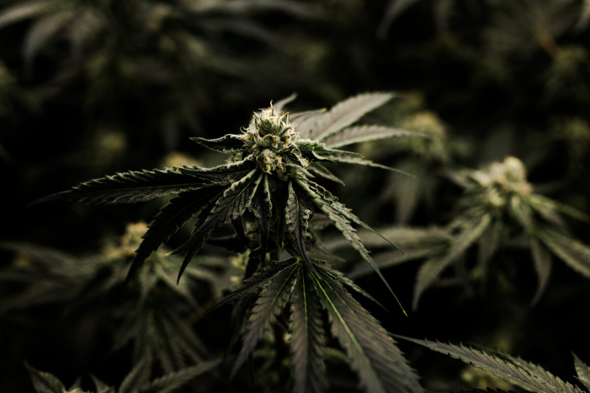 Close up of cannabis plants.