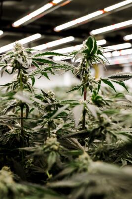 Close up of cannabis plants.