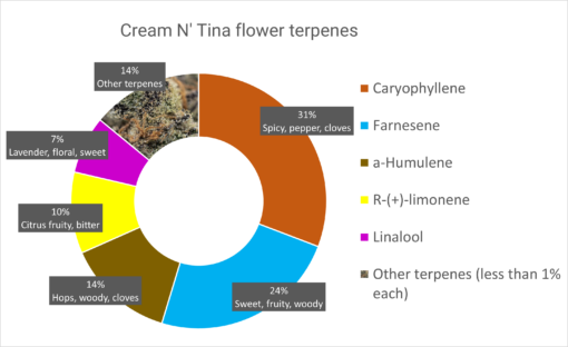 Cream N Tina- Dried Flower - Image 2
