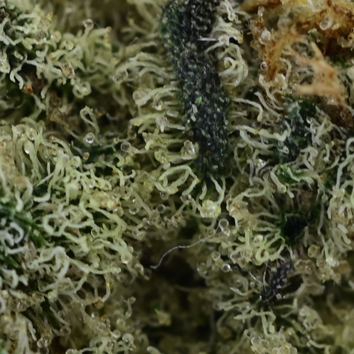 Cream N Tina- Dried Flower - Image 3