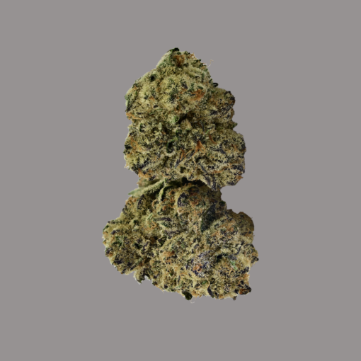 Cream N Tina- Dried Flower - Image 4